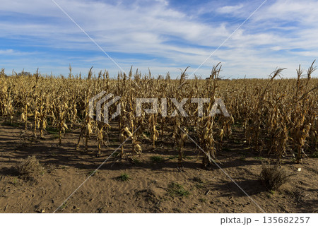 Corn cob growing on plant ready to harvest, Argentine Countryside, Buenos Aires Province, Argentina Corn cob growing on plant ready to harvest, Argentine Countryside, Buenos Aires Province, Argentina 135682257