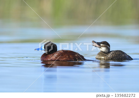 Lake Duck in Pampas Lagoon environment, La Pampa Province, Patagonia , Argentina. 135682272
