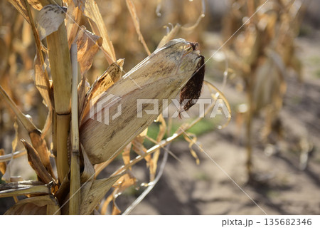 Corn cob growing on plant ready to harvest, Argentine Countryside, Buenos Aires Province, Argentina Corn cob growing on plant ready to harvest, Argentine Countryside, Buenos Aires Province, Argentina 135682346