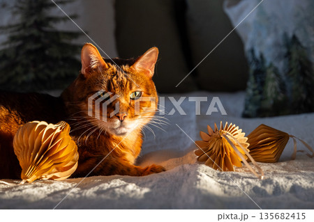 Bengal cat with green eyes lying on white blanket with paper decorations. 135682415