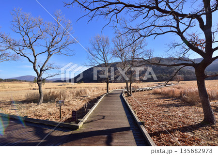 くじゅう長者原　タデ原湿原冬景色　阿蘇くじゅう国立公園 135682978