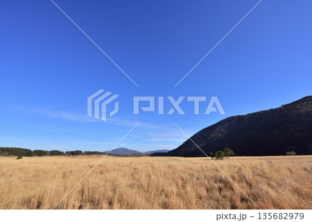 くじゅう長者原　タデ原湿原冬景色　阿蘇くじゅう国立公園 135682979