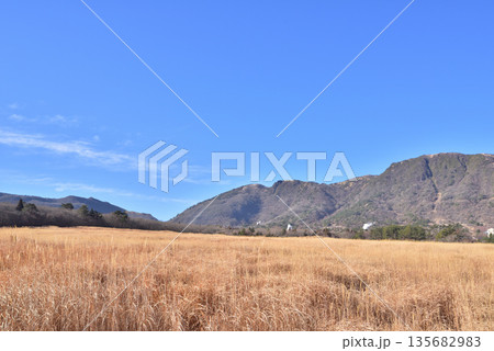 くじゅう長者原　タデ原湿原冬景色　阿蘇くじゅう国立公園 135682983
