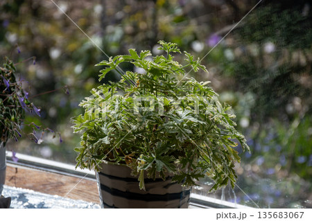 窓辺に置かれたゼラニウムの鉢 135683067
