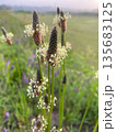 春風に揺れるイギリスオオバコ 草原の静かな時間 135683125