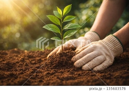 Hands Planting Young Green Seedling in Soil Representing Growth, Ecology and Sustainability 135683576