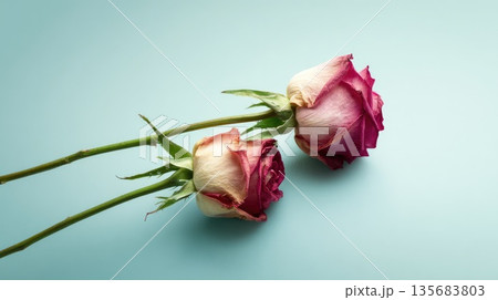 Two Wilted Pink Roses Symbolizing Love, Loss,...のイラスト素材 [135683803] - PIXTA