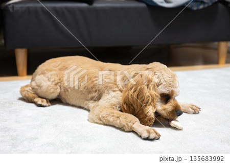 歯磨きガムを食べる犬 歯磨きガムを食べる犬 135683992