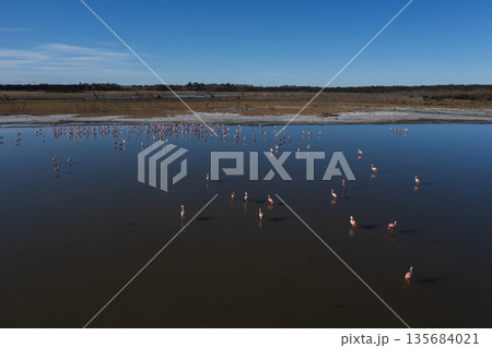 Flamingos flock in a salty lagoon, La Pampa Province,Patagonia, Argentina. 135684021