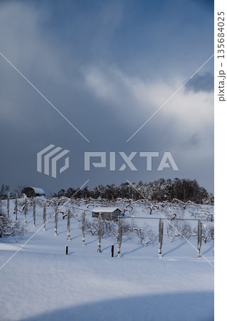 雪景色 リンゴ畑 雪景色 リンゴ畑 135684025