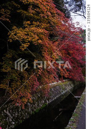 京都府哲学の道秋の綾 135684124