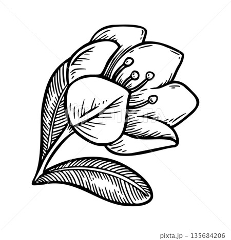 Black and white jasmine flower side view. Vintage Easter theme sketch. Realistic hand drawn vector illustration. Perfect for outline card design. Ideal for festive decor and spring holiday decoration. Black and white jasmine flower side view. Vintage Easter theme sketch. Realistic hand drawn vector illustration. Perfect for outline card design. Ideal for festive decor and spring holiday decoration. 135684206