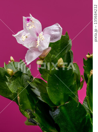 Pink And White Christmas Cactus Flowers On Magenta Pink Background Pink And White Christmas Cactus Flowers On Magenta Pink Background 135684212
