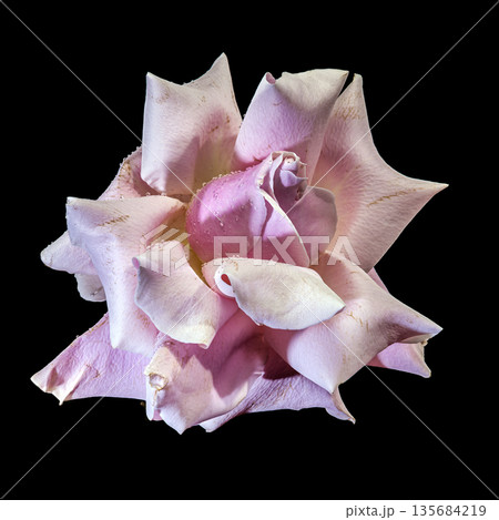 Beautiful Pink Rose with Water Drops on Black Background Beautiful Pink Rose with Water Drops on Black Background 135684219