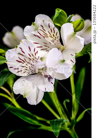 White Alstroemeria Flowers with Purple Streaks on Solid Black Background White Alstroemeria Flowers with Purple Streaks on Solid Black Background 135684222