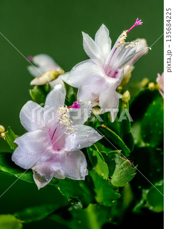 Close Up Of Blooming White Christmas Cactus On Green Background Close Up Of Blooming White Christmas Cactus On Green Background 135684225