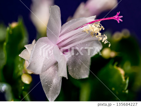 White And Pink Christmas Cactus Flower Against Dark Purple Background White And Pink Christmas Cactus Flower Against Dark Purple Background 135684227