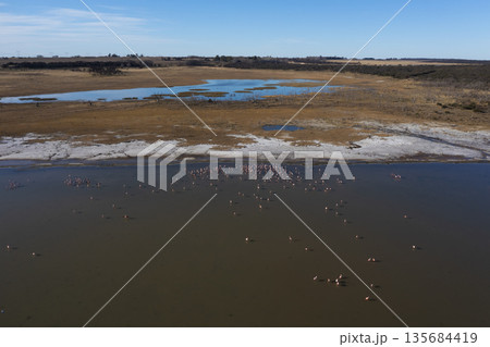 Flamingos flock in a salty lagoon, La Pampa Province,Patagonia, Argentina. 135684419