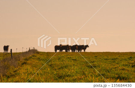 Countryside landscape with cows grazing, La Pampa, Argentina Countryside landscape with cows grazing, La Pampa, Argentina 135684430