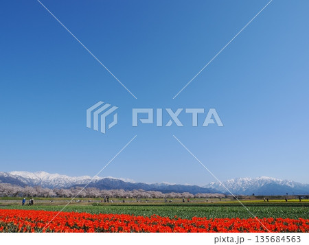 富山・朝日町 舟川べり「春の四重奏」快晴｜桜・菜の花・チューリップと残雪の北アルプス 135684563