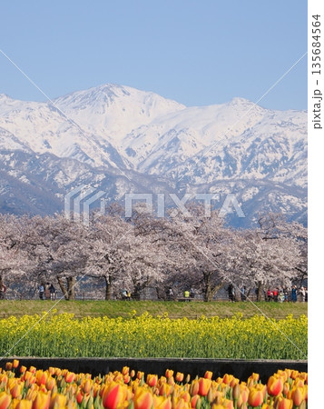 富山・朝日町 舟川べり「春の四重奏」快晴｜桜・菜の花・チューリップと残雪の北アルプス 135684564