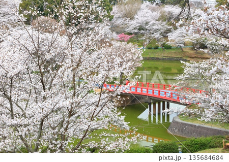 【福岡県】桜が満開の甘木公園（丸山公園） 135684684