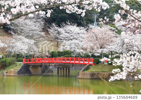 【福岡県】桜が満開の甘木公園(丸山公園) 【福岡県】桜が満開の甘木公園(丸山公園) 135684689