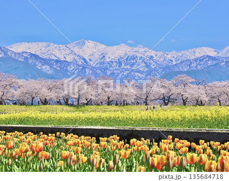 富山・朝日町 舟川べり「春の四重奏」快晴｜桜・菜の花・チューリップと残雪の北アルプス 135684718