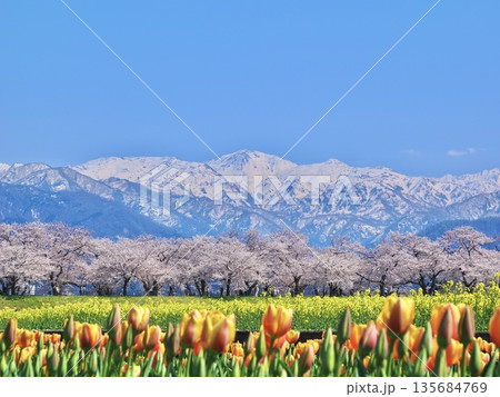 富山・朝日町 舟川べり「春の四重奏」快晴|桜・菜の花・チューリップと残雪の北アルプス 富山・朝日町 舟川べり「春の四重奏」快晴|桜・菜の花・チューリップと残雪の北アルプス 135684769