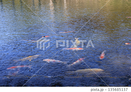 栗林公園の南湖、吹上から南湖に流入する水口付近の錦鯉 栗林公園の南湖、吹上から南湖に流入する水口付近の錦鯉 135685137
