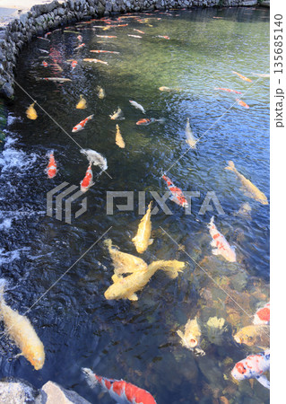 栗林公園の南湖、吹上から南湖に流入する水口付近の錦鯉 135685140
