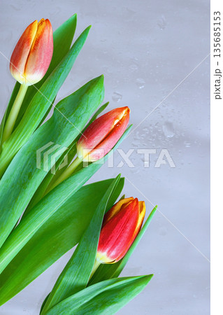 Three vibrant red tulips with green leaves lie against glass surface with water drops. Natural spring tender background, copy space Three vibrant red tulips with green leaves lie against glass surface with water drops. Natural spring tender background, copy space 135685153