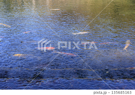 栗林公園の南湖、吹上から南湖に流入する水口付近の錦鯉 栗林公園の南湖、吹上から南湖に流入する水口付近の錦鯉 135685163