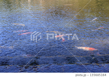 栗林公園の南湖、吹上から南湖に流入する水口付近の錦鯉 135685164