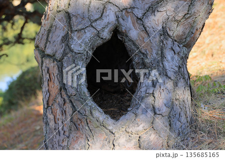 栗林公園南庭、北湖をめぐる小径沿いの松の木の空 135685165