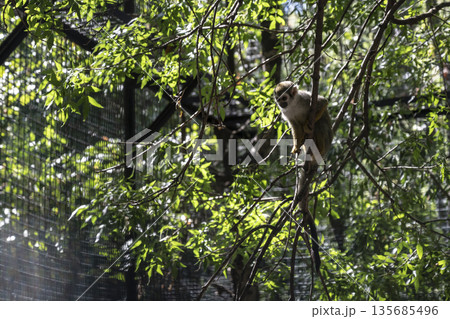 Curious monkey enclosure, Wild squirrel monkey observing surroundings carefully, Monkey behind mesh fence gazing with inquisitive interest Curious monkey enclosure, Wild squirrel monkey observing surroundings carefully, Monkey behind mesh fence gazing with inquisitive interest 135685496