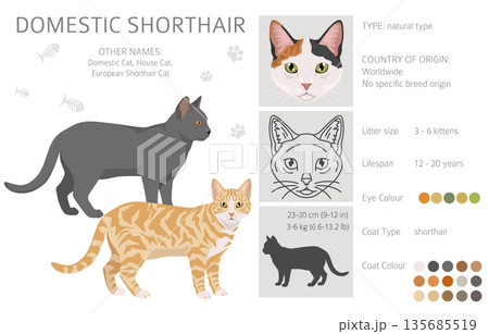 Domestic shorthair Cat clipart. All coat colors set Domestic shorthair Cat clipart. All coat colors set 135685519