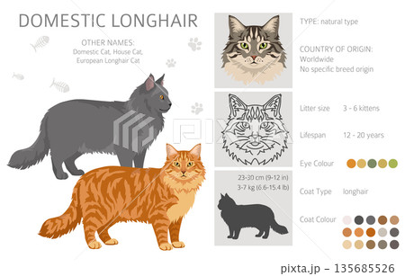 Domestic longthair Cat clipart. All coat colors set. 135685526
