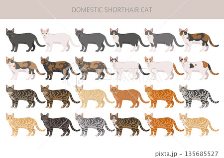 Domestic shorthair Cat clipart. All coat colors set 135685527