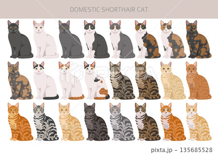 Domestic shorthair Cat clipart. All coat colors set 135685528