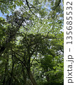 森の中、木々の葉の隙間から青空を見上げる 135685532