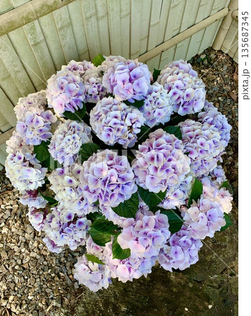 秋色紫陽花(シルクサファイア)〈形原温泉あじさいの里/愛知県蒲郡市〉 135687345