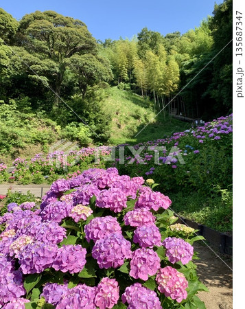 三ヶ根山麓の新緑に映えるピンクの紫陽花〈形原温泉あじさいの里(あじさいガーデン)/愛知県蒲郡市〉 135687347