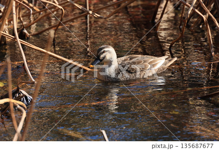 栗林公園北庭、冬枯れの芙蓉沼に飛来したマガモ（雌） 135687677