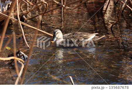 栗林公園北庭、冬枯れの芙蓉沼に飛来したマガモ(雌) 栗林公園北庭、冬枯れの芙蓉沼に飛来したマガモ(雌) 135687678