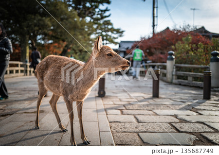 【秋】奈良公園の鹿【紅葉】 135687749