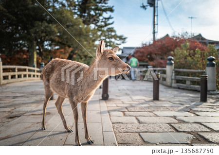 【秋】奈良公園の鹿【紅葉】 【秋】奈良公園の鹿【紅葉】 135687750