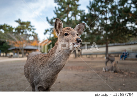 【秋】奈良公園の鹿【紅葉】 135687794