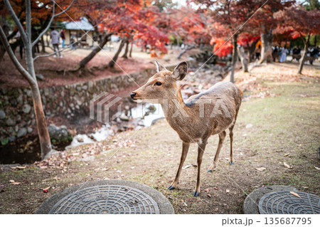 【秋】奈良公園の鹿【紅葉】 【秋】奈良公園の鹿【紅葉】 135687795