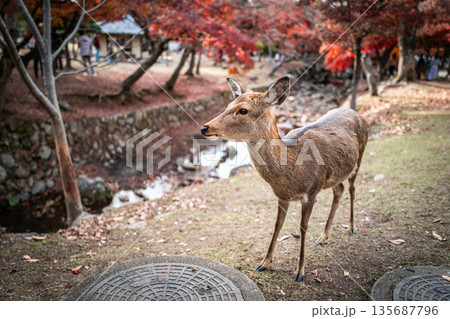 【秋】奈良公園の鹿【紅葉】 【秋】奈良公園の鹿【紅葉】 135687796